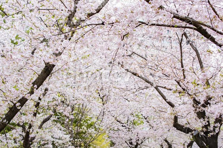 満開の桜並木 桜,桜並木,春の写真素材