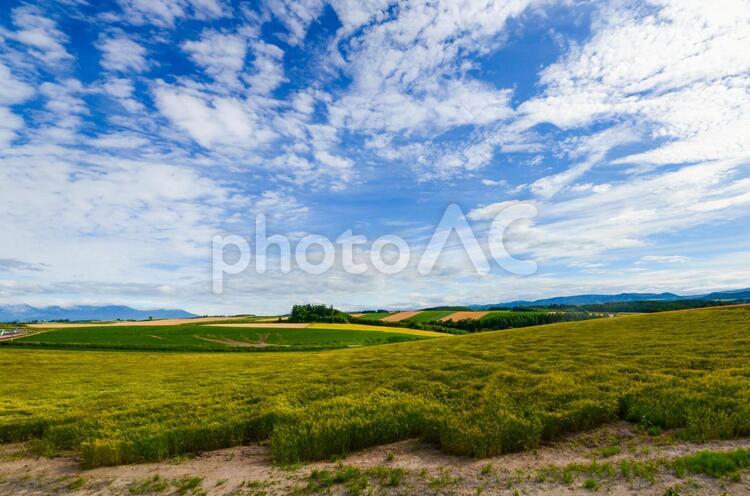 美瑛の丘の風景 美瑛,北海道,美瑛の丘の写真素材