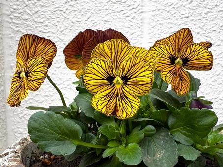 タイガーアイ ビオラ,タイガーアイ,花の写真素材