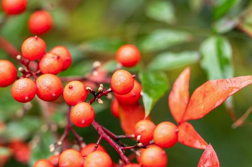 ナンテンの実⑹ 実,ナンテン,植物の写真素材