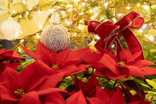 ポインセチア イルミネーション ポインセチア,イルミネーション,クリスマスの写真素材
