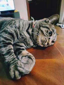 Photo, creatures, animal, a pet, 