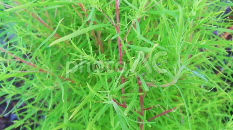 はっぱ1 植物,草,葉の写真素材