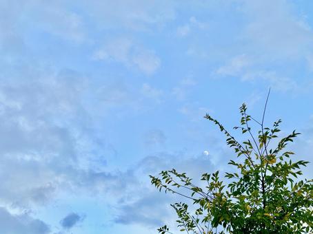 曇り空と木と葉っぱ、コピースペースの写真