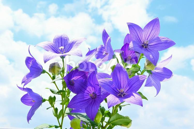 初夏に涼し気な　桔梗の花 桔梗,ききょう,花の写真素材