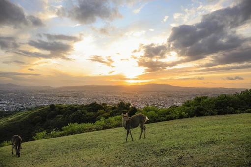 若草山の鹿 夕景 奈良公園 若草山の鹿 夕景 奈良公園 若草山,鹿,奈良県の写真素材
