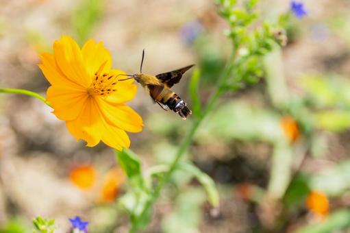 ヒメクロホウジャク(67) 蛾,虫,ヒメクロホウジャクの写真素材