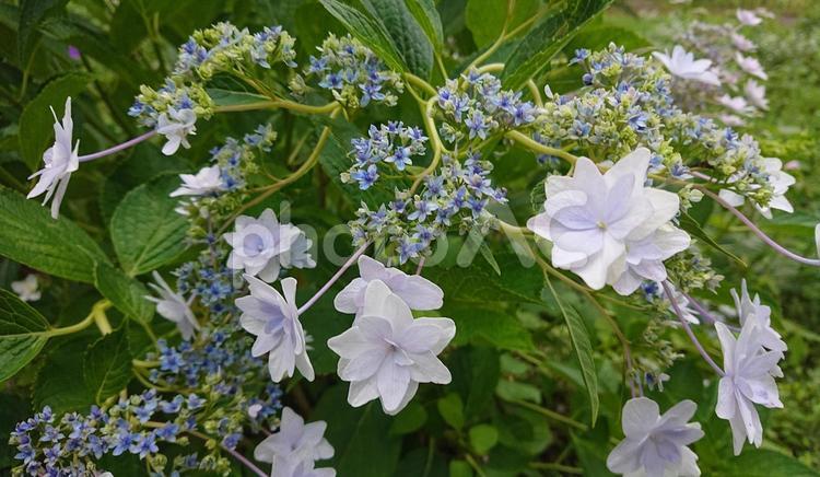 淡い青のこんぺいとう紫陽花 あじさい,アジサイ,ガクアジサイの写真素材