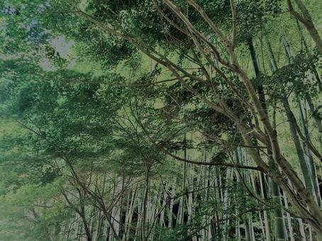 Photo, bamboo forest, bamboo, bamboo shoots, 