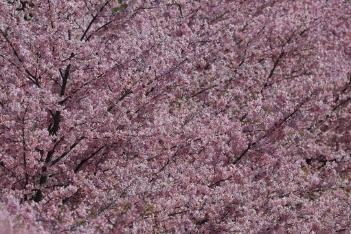 Photo, kawazu cherry tree, cherry blossoms, flower, 