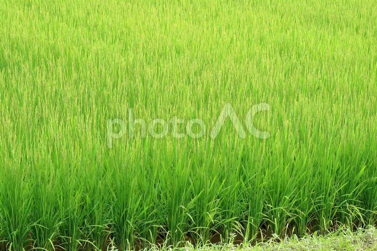 稲の生長 植物,夏,明るいの写真素材