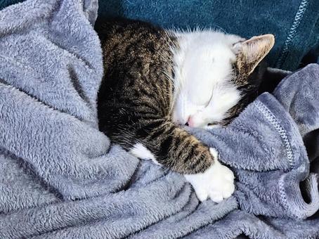 猫も毛布で寝たい 猫も毛布で寝たい 猫,ねこ,子猫の写真素材