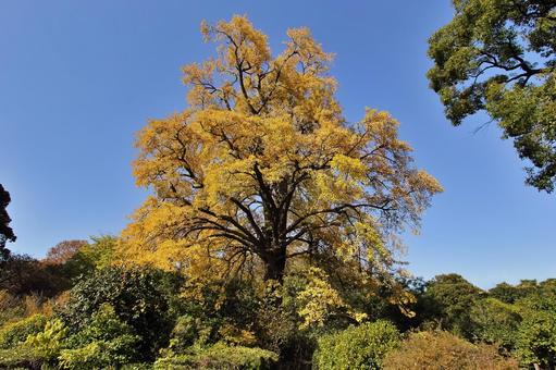 青空背景のイチョウの大木 青空背景のイチョウの大木 イチョウ,銀杏,葉の写真素材