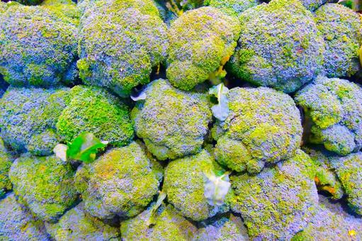 ブロッコリー ブロッコリー ブリッコリー,野菜,八百屋の写真素材