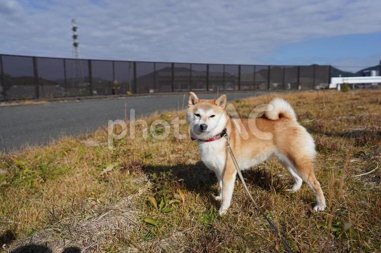 私を呼ぶのは誰・ゆず 柴犬,犬,日本犬の写真素材