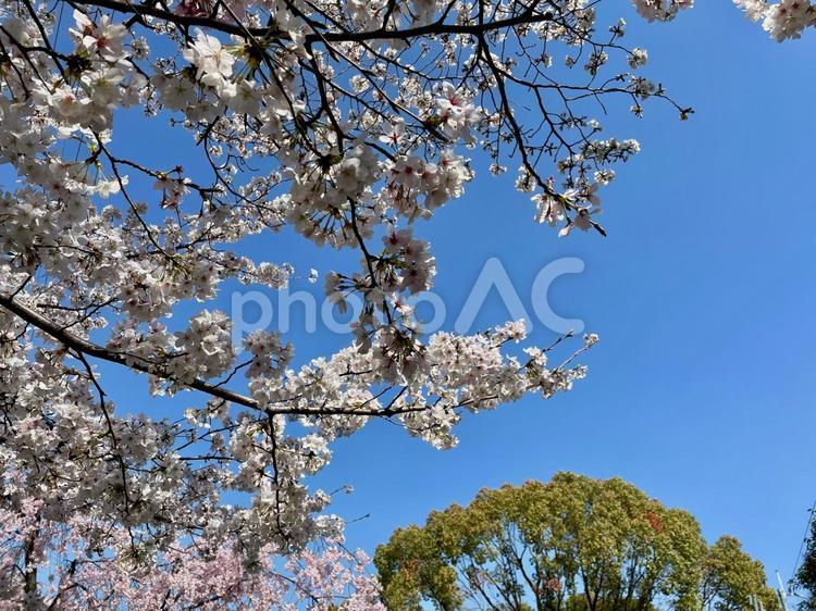 満開の桜を撮影を公園にて 桜,満開,花の写真素材