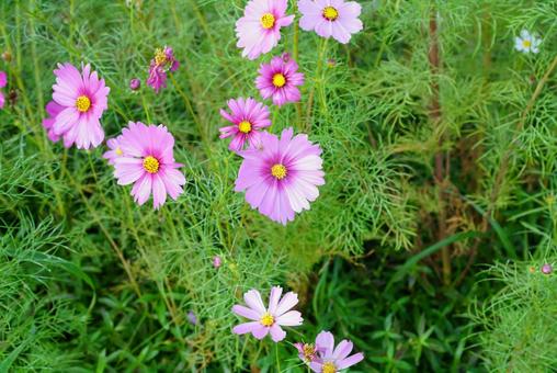 コスモスの花 コスモス,秋,花の写真素材