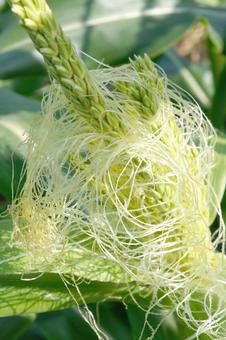 Photo, corn, tassel seed, male ear seed, 