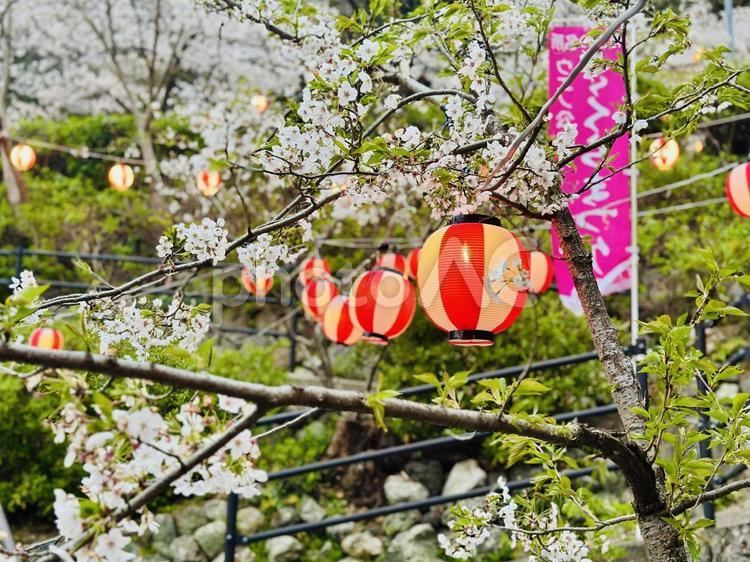 ちょうちん揺れる桜の宵 ピンク,桜,花の写真素材