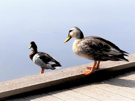 Large pond and ducks in Toneri Park, JPG