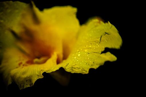 <素材>梅雨の雨の中のカンナの花 <素材>梅雨の雨の中のカンナの花 カンナ,ハナカンナ,ラッパソウの写真素材