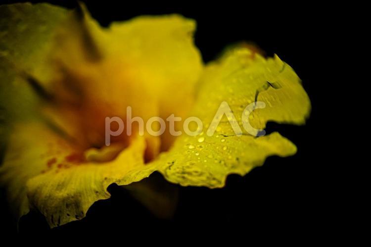 ＜素材＞梅雨の雨の中のカンナの花 カンナ,ハナカンナ,ラッパソウの写真素材