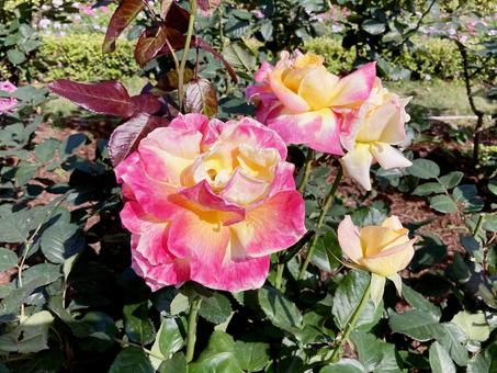 バラ バラ バラ,ローズ,花びらの写真素材