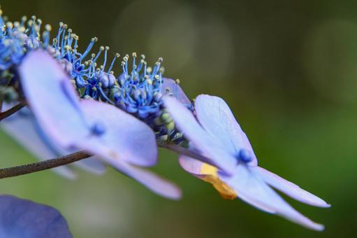 Hydrangea, JPG