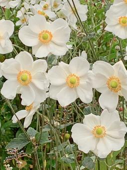 秋明菊の白 白の花,秋明菊,秋の写真素材
