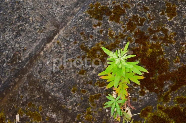 ヨモギの葉　4 草,春,グリーンの写真素材