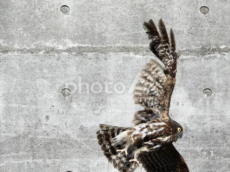 テグスがからまり暴れるアオバヅク 鳥,野鳥,アオバヅクの写真素材