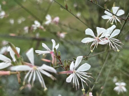 ガウラの花。 ガウラ,ヤマモモソウ,ハクチョウソウの写真素材