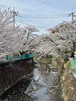 Kakio cherry blossom trees, JPG Kakio cherry blossom trees, JPG