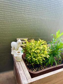 草花 草花の写真