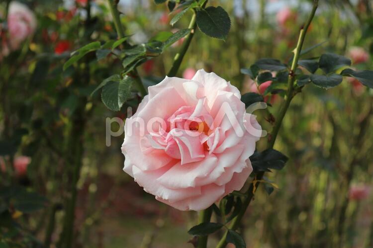 アメリカのピンクの薔薇、トーナメント・オブ・ローぜス 薔薇,トーナメント・オブ・ローぜス,アメリカ産の写真素材