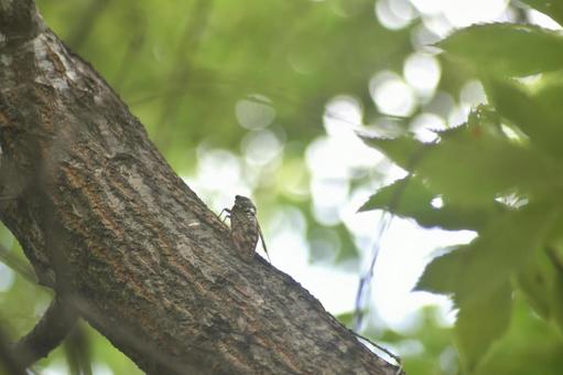 セミ アブラゼミ,蝉,昆虫の写真素材