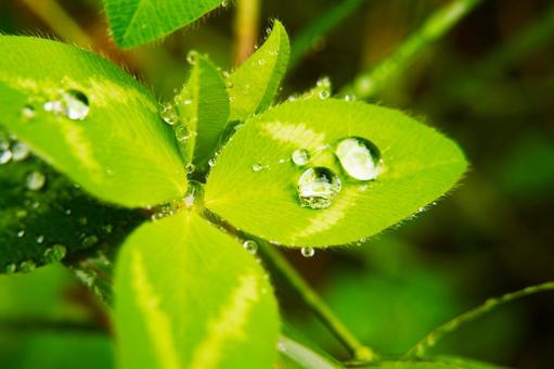 葉っぱに乗った水玉 葉っぱに乗った水玉 マクロ,水玉,水滴の写真素材
