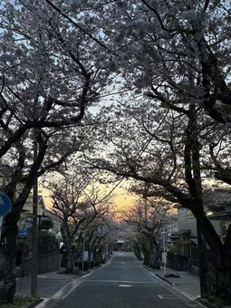 朝の桜並木 朝の桜並木の写真