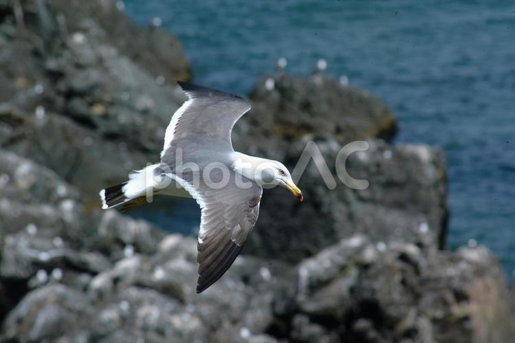 ウミネコ　蕪島 ウミネコ,うみねこ,蕪島の写真素材