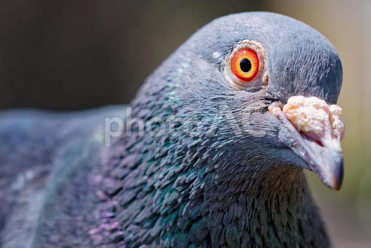こちらを見るカワラバト、クローズアップ カワラバト,河原鳩,ドバトの写真素材