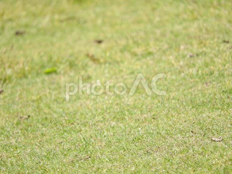 芝 - No: 29983868｜写真素材なら「写真AC」無料（フリー）ダウンロードOK