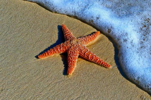 波打ち際の赤いヒトデと砂浜の風景 人手,ヒトデ,海の写真素材
