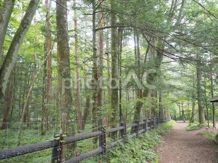 夏の軽井沢 緑,風景,旅の写真素材