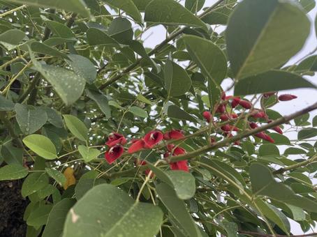 アメリカデイゴの写真