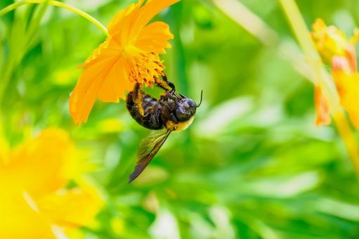 コスモスとクマバチ⑺ 花,コスモス,蜂の写真素材