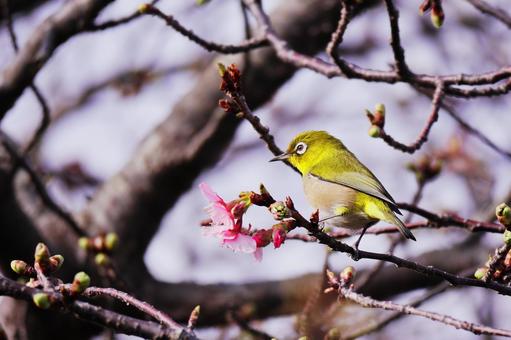 咲始めた早咲きの桜とメジロ 咲始めた早咲きの桜とメジロの写真