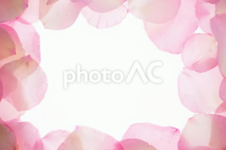 ピンクの薔薇の花びらのフレーム 花,フレーム,ばらの写真素材