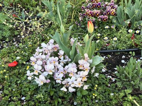 寄せ植え 寄せ植え,花,春の写真素材