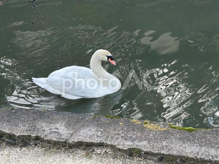 優雅に泳ぐ白鳥 白鳥,倉敷,街並みの写真素材