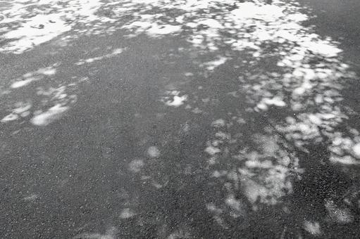 Shadows of sunlight filtering through the trees, silhouettes of leaves, JPG